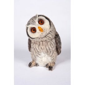 Peering Grey Owl