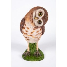 Peering Owl