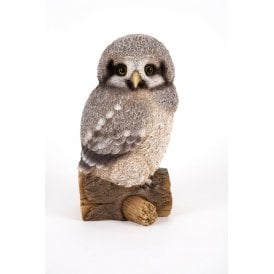 Perched Barred Owl Chick