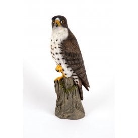 Peregrine Falcon