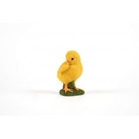 Preening Chick