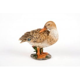 Preening Duck