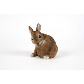 Preening Rabbit