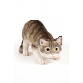 Prowling Grey Cat