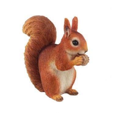 Red Squirrel