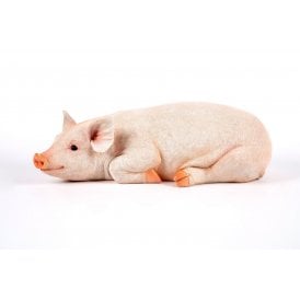 Resting Pig