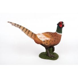 Ring Neck Pheasant