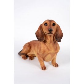 Sausage dog