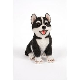 Siberian Huskie Pup