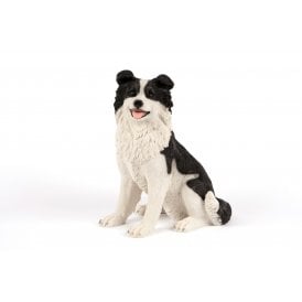 Sitting Border Collie