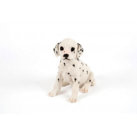 Sitting Dalmation