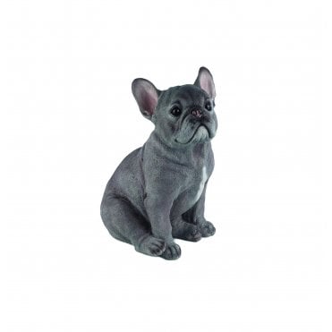 Sitting French Bull Dog