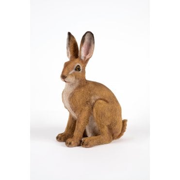 Sitting Hare