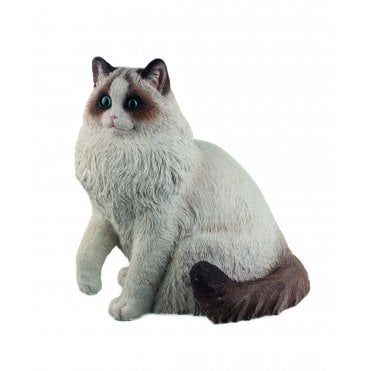 Sitting Persian Cat