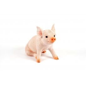 Sitting Pig