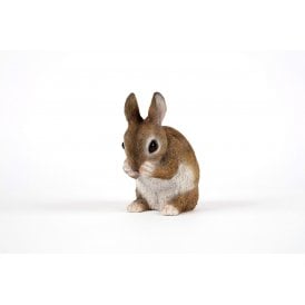 Sitting Rabbit