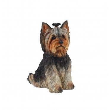 Sitting Yorkshire Terrier