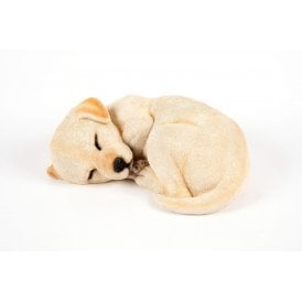 Sleeping Golden Labrador