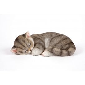 Sleeping Grey Cat