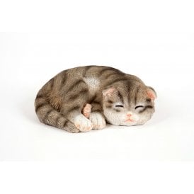 Sleeping Grey Kitten