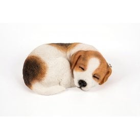 Sleeping Jack Russell