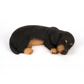 Sleeping Pup