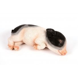 Sleeping Saddleback Piglet