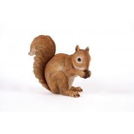 Squirrel Eating Acorn