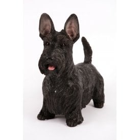 Standing Black Scottish Terrier