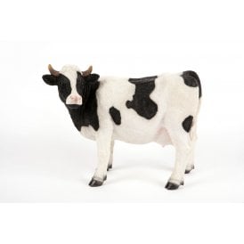 Standing Black & White Cow
