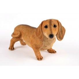 Standing Brown Dachshund