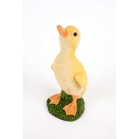 Standing Duckling
