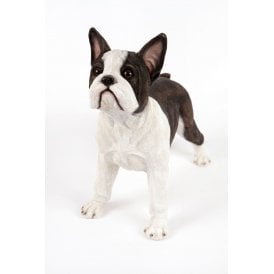 Standing French Bull Terrier