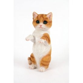 Standing Ginger Kitten