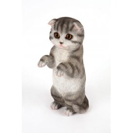 Standing Grey& Black Kitten