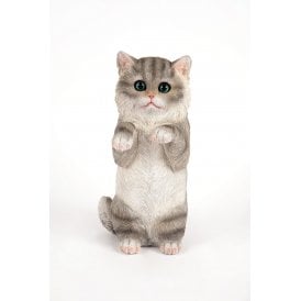 Standing Grey Kitten