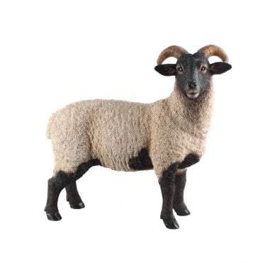 Standing Norfolk Sheep