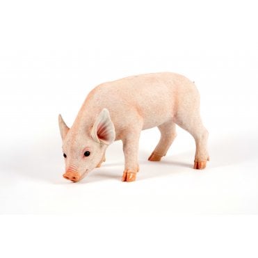 Standing Pig