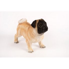 Standing Pug