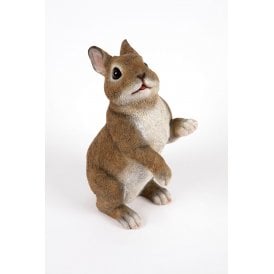 Standing Rabbit