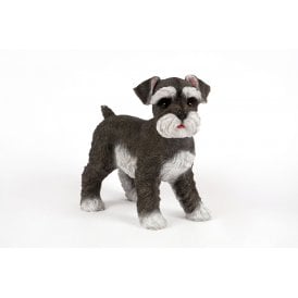 Standing Schnauzer