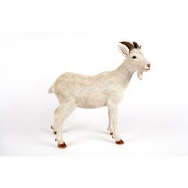 Standing White Billy Goat