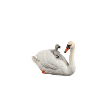 Swan with Cygnets