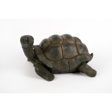 Tortoise