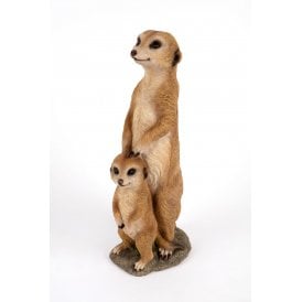 Two Meerkats