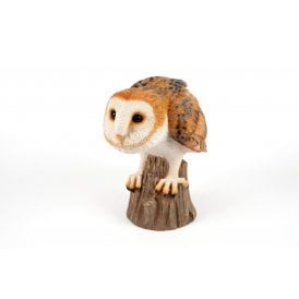 Watchful Barn Owl