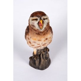 Yawning Owl