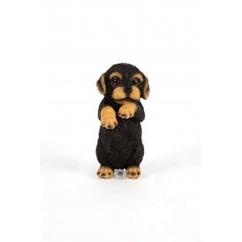 Yorkshire Terrier Pup