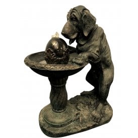 Dog at Fountain