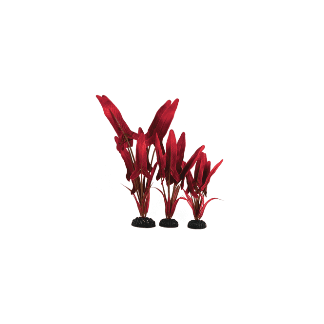 Hugo Kamishi Amazon Palaefolius Red Silk Plant 13cm-50cm